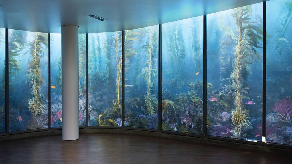 Aquarium covering the entire wall