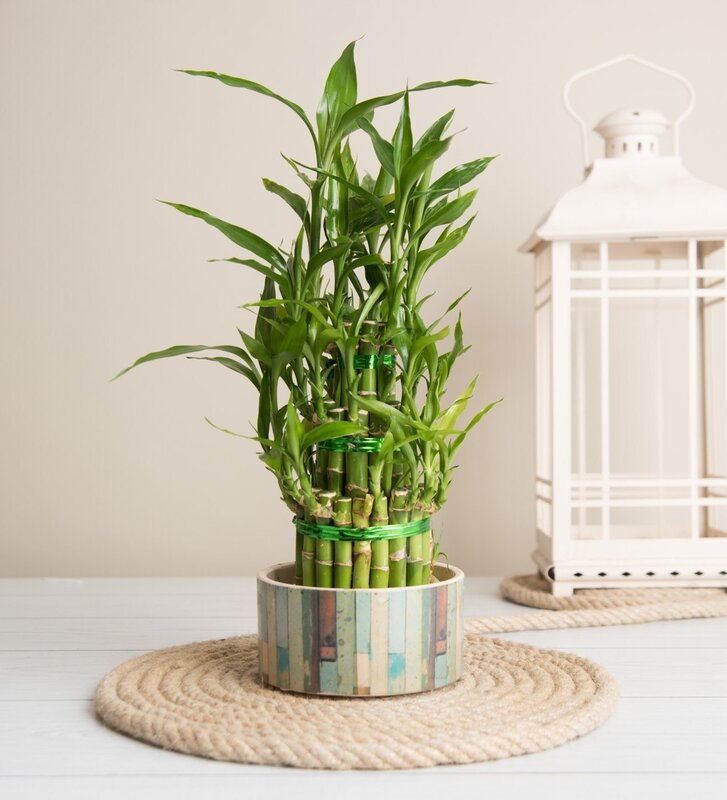 Indoor bamboo in the interior