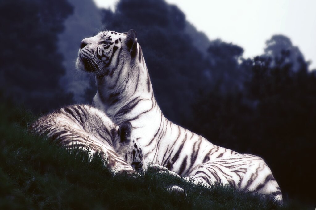 White tiger beautiful pictures