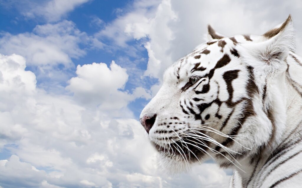 White tiger wallpaper