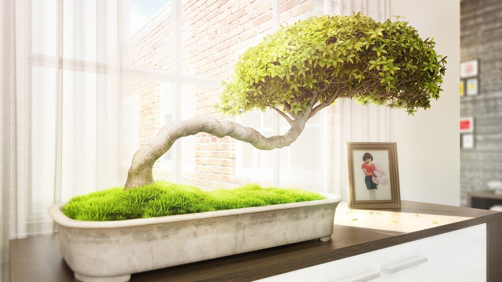 Bonsai in the interior