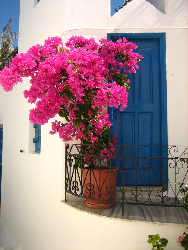 Bougainvillea on the balcony