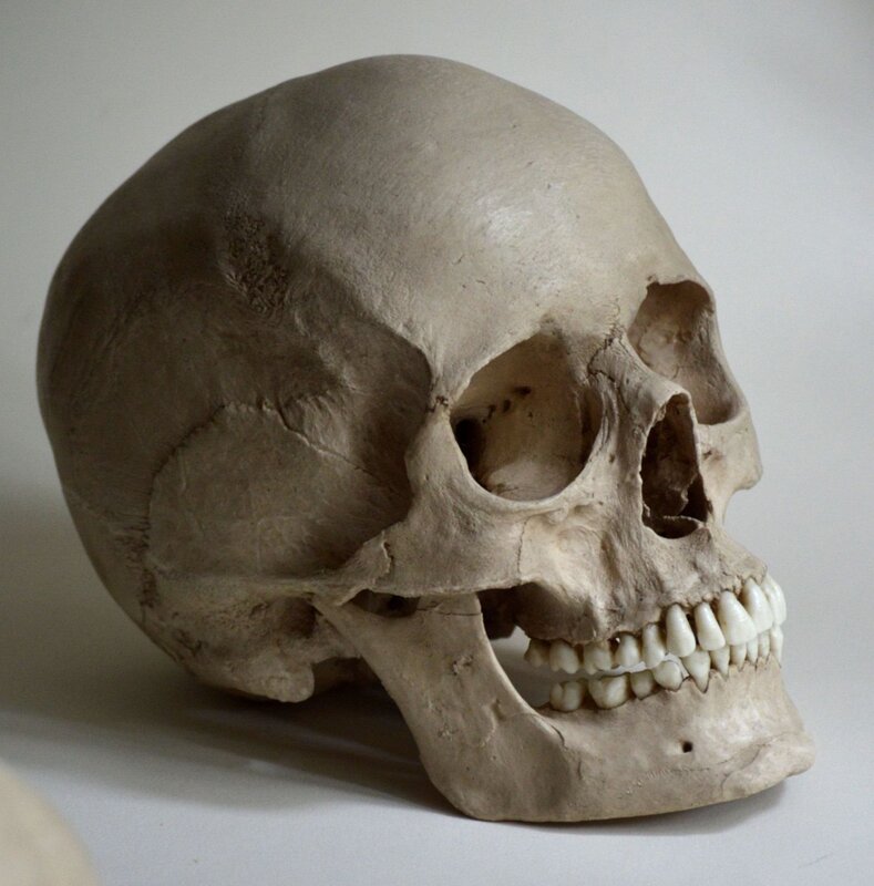 Human skull pictures