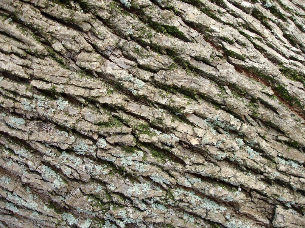 Decorative plaster tree bark