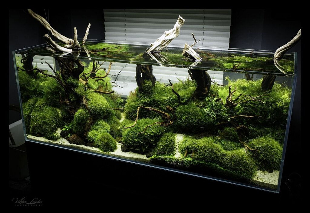 Designer aquariums