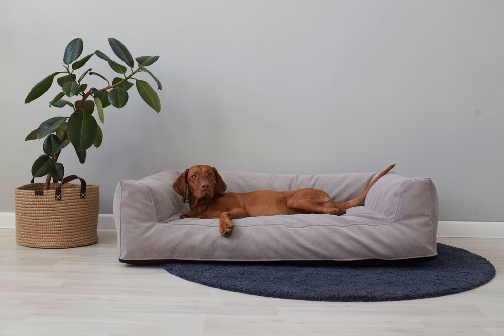 Designer dog beds