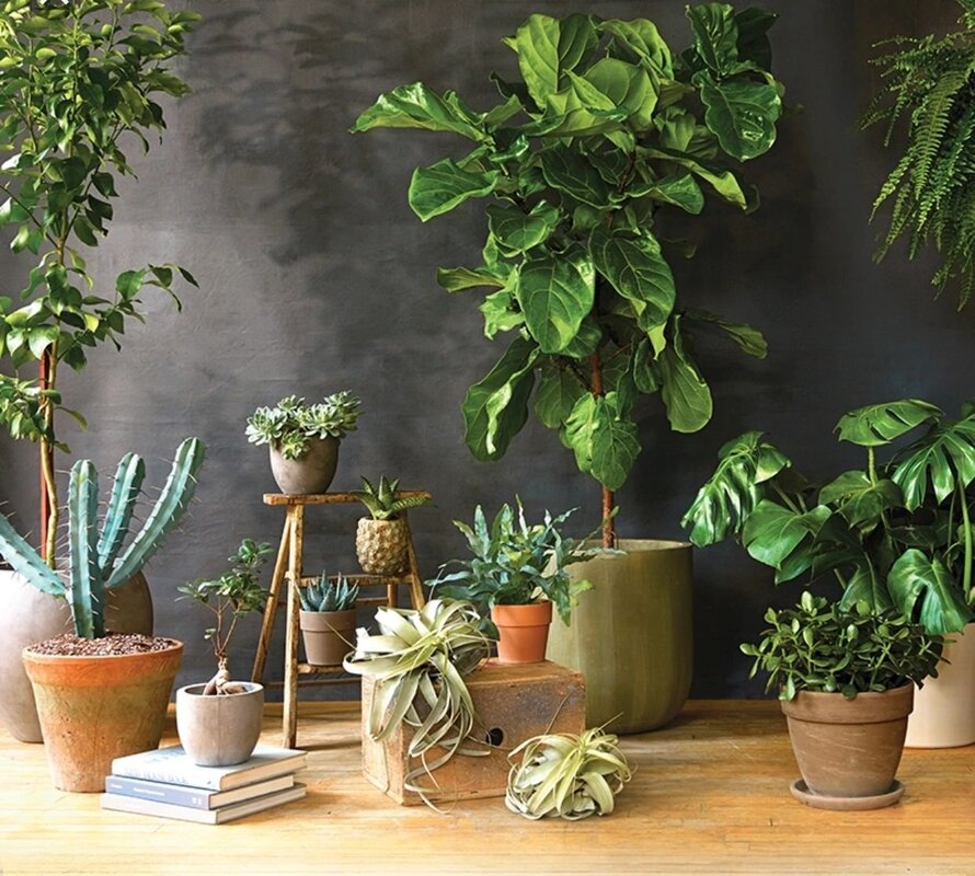 Houseplants in the interior