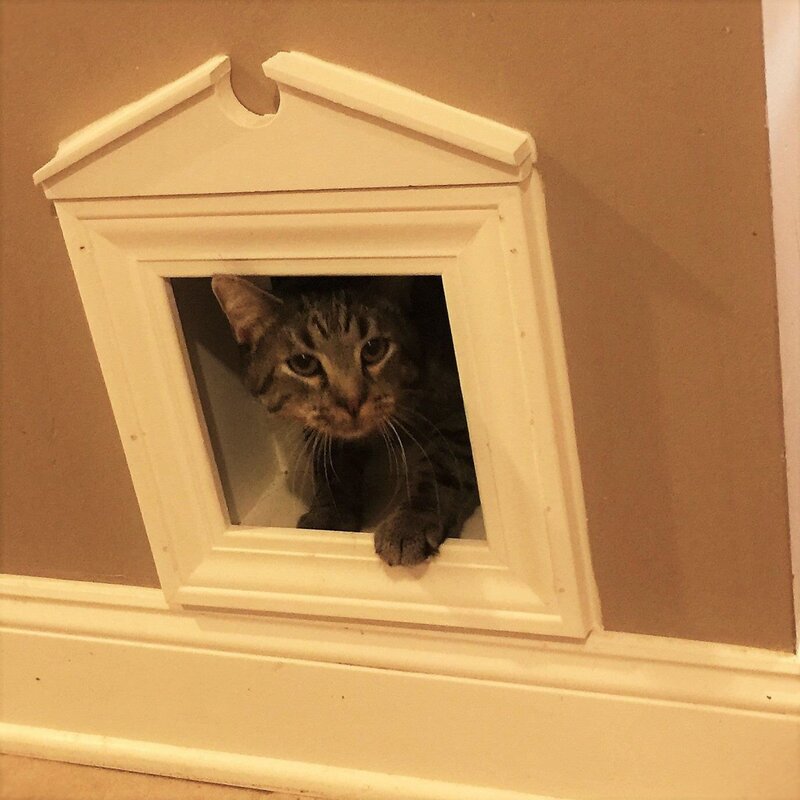 Cat door in the door