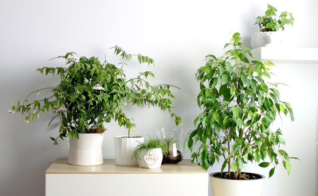 Ficus Benjamina in the interior