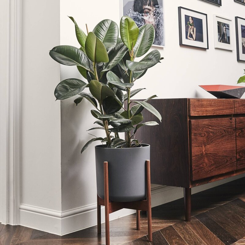 Ficus elastica in the interior