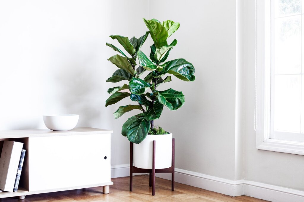 Fiddle-leaf fig in the interior