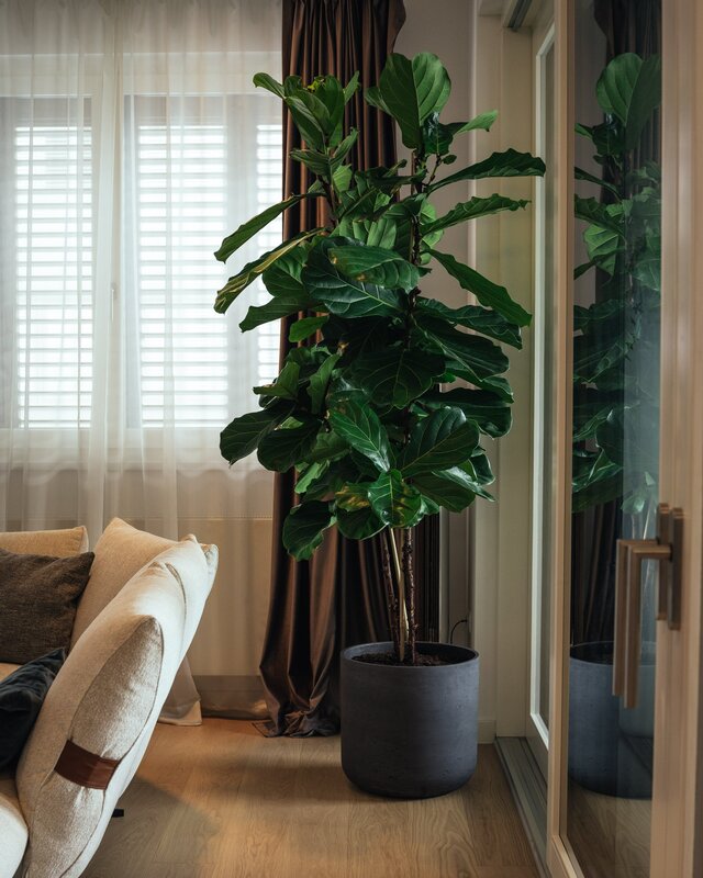 Ficus in home interior