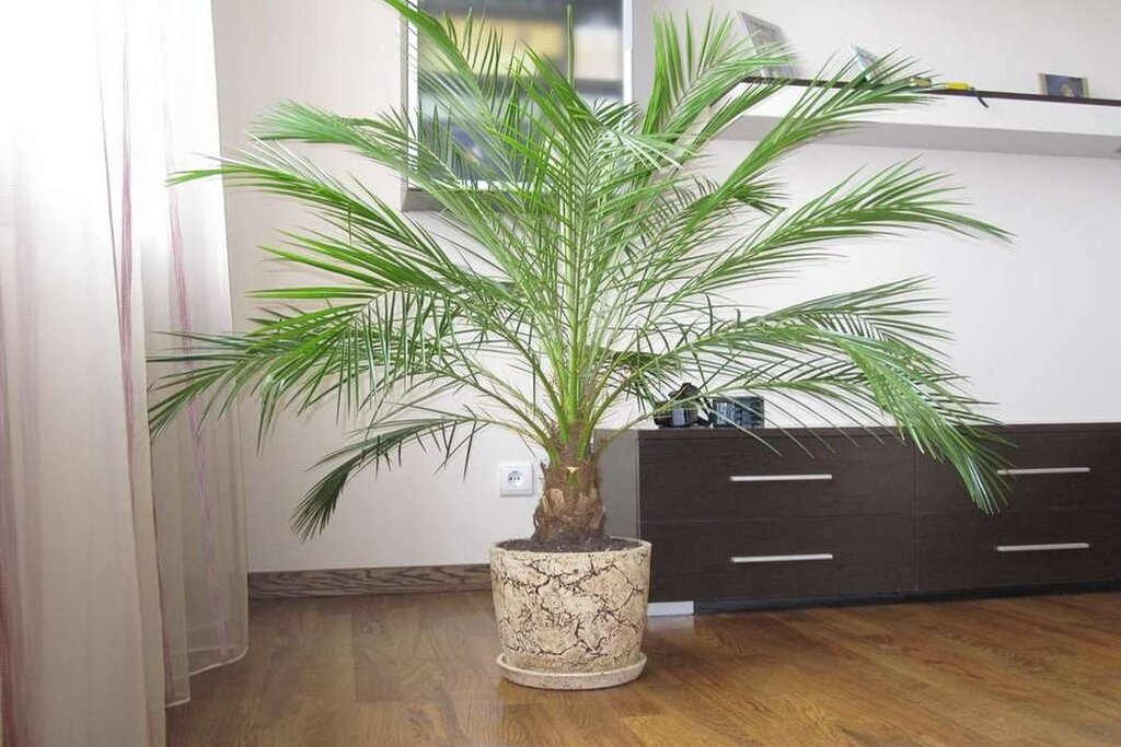 Date Palm in the interior