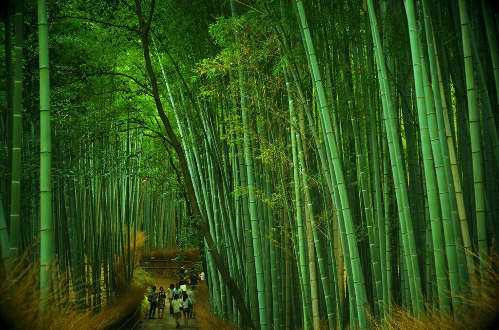 Photo wallpaper bamboo forest