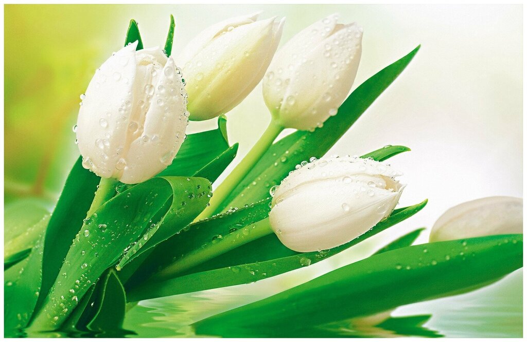 White tulips wallpaper