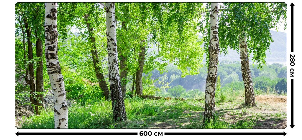 Wall murals birches