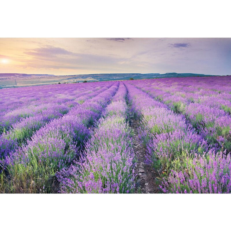 Lavender photo wallpaper 15 фото