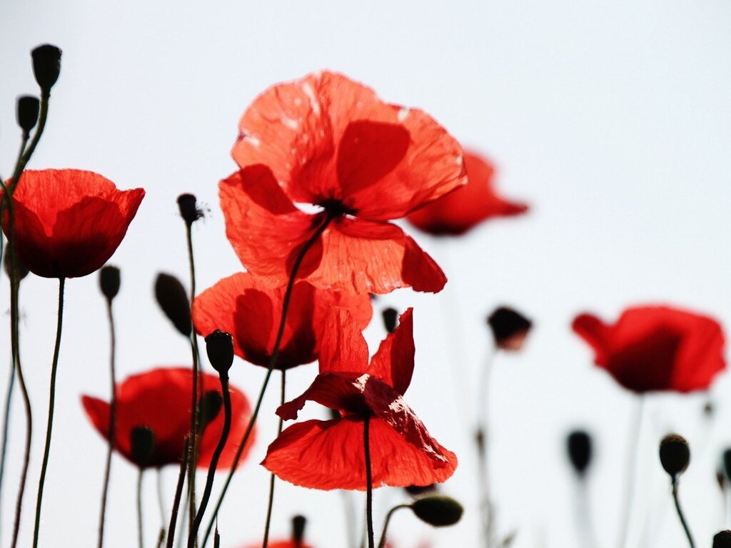 Photo wallpaper poppies