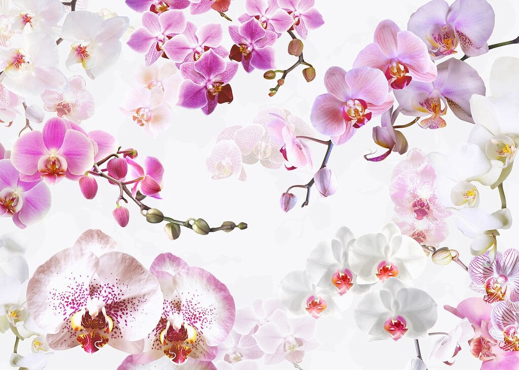 Photo wallpaper orchids on the wall