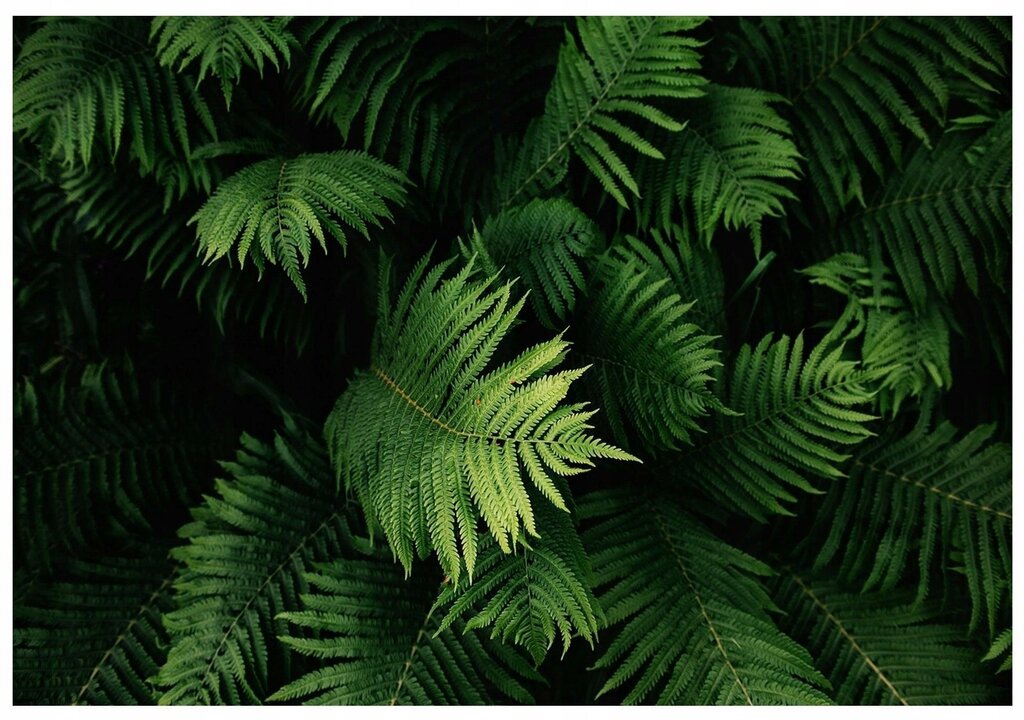 Photo wallpaper fern