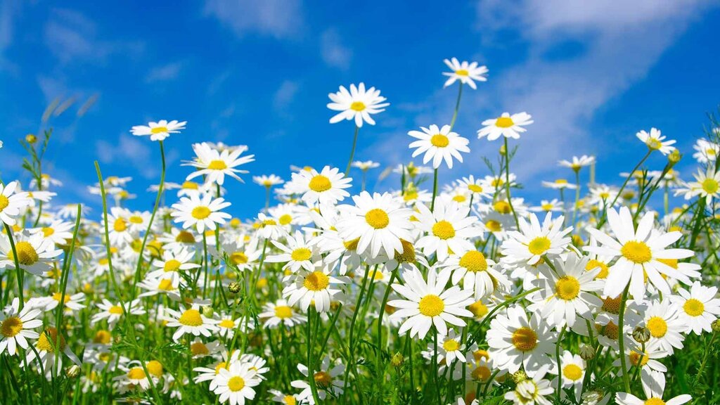 Photo wallpaper of a chamomile field