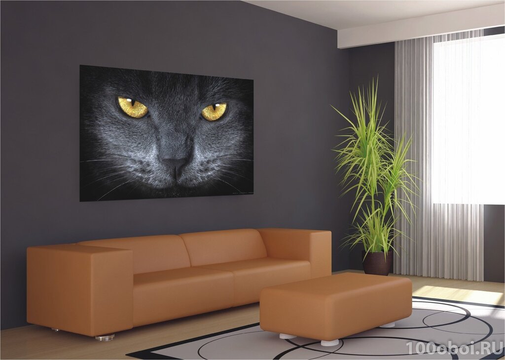 Wall murals with cats