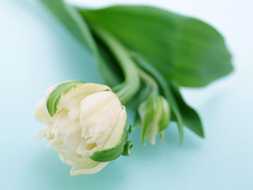 Green tulips photo wallpaper 25 фото