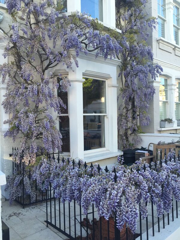 Wisteria on the balcony