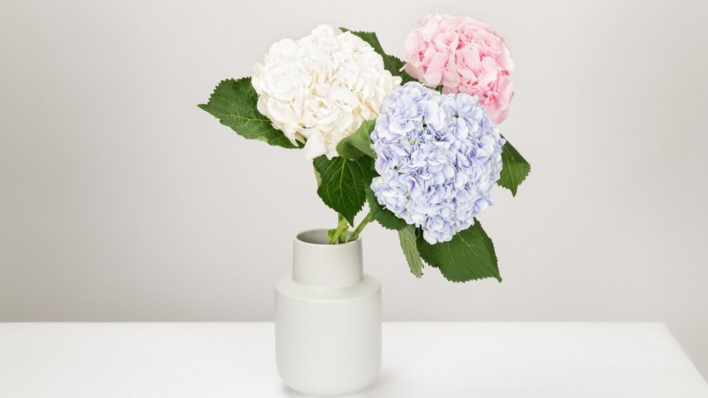 Hydrangea in the interior