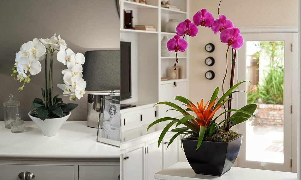 Living room orchid