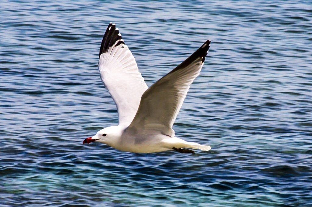 Seagull pictures