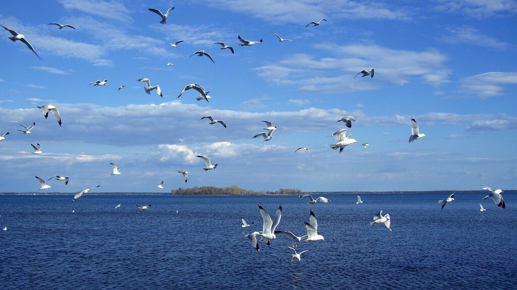 Seagull pictures over the sea