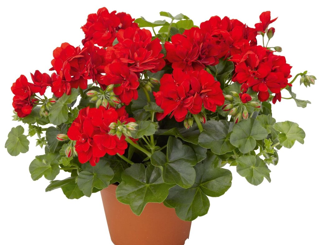 Pictures of geraniums