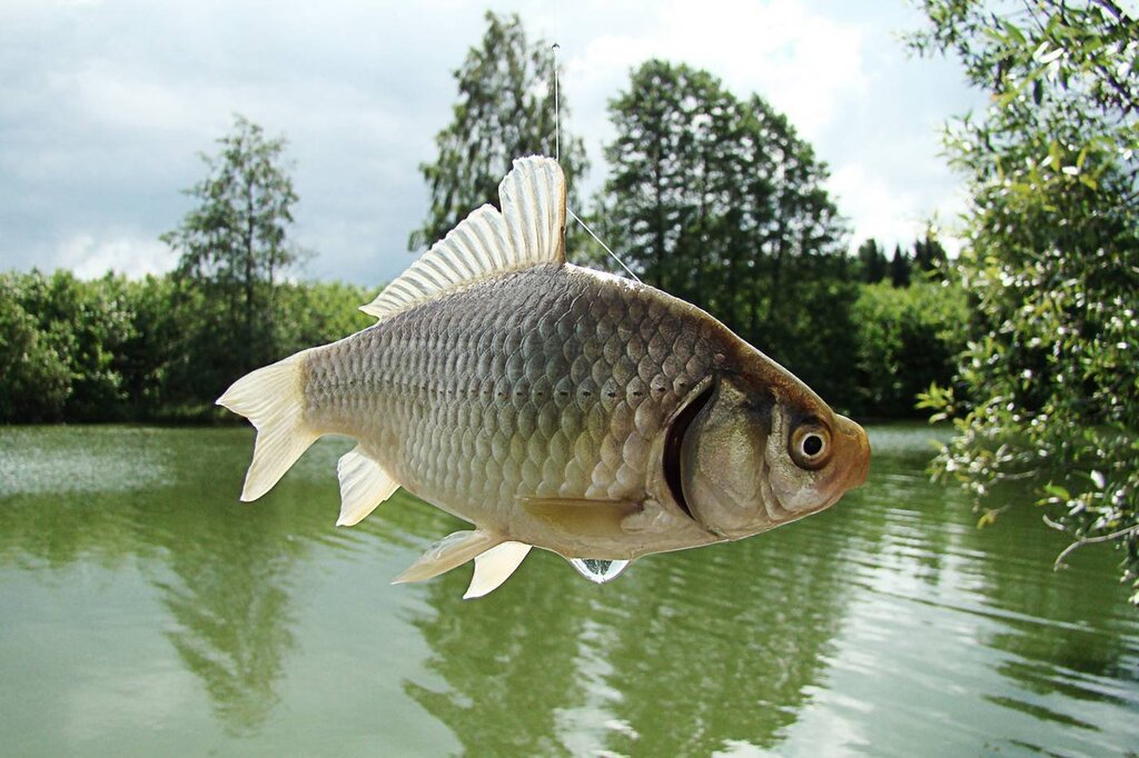 Images of crucian carp