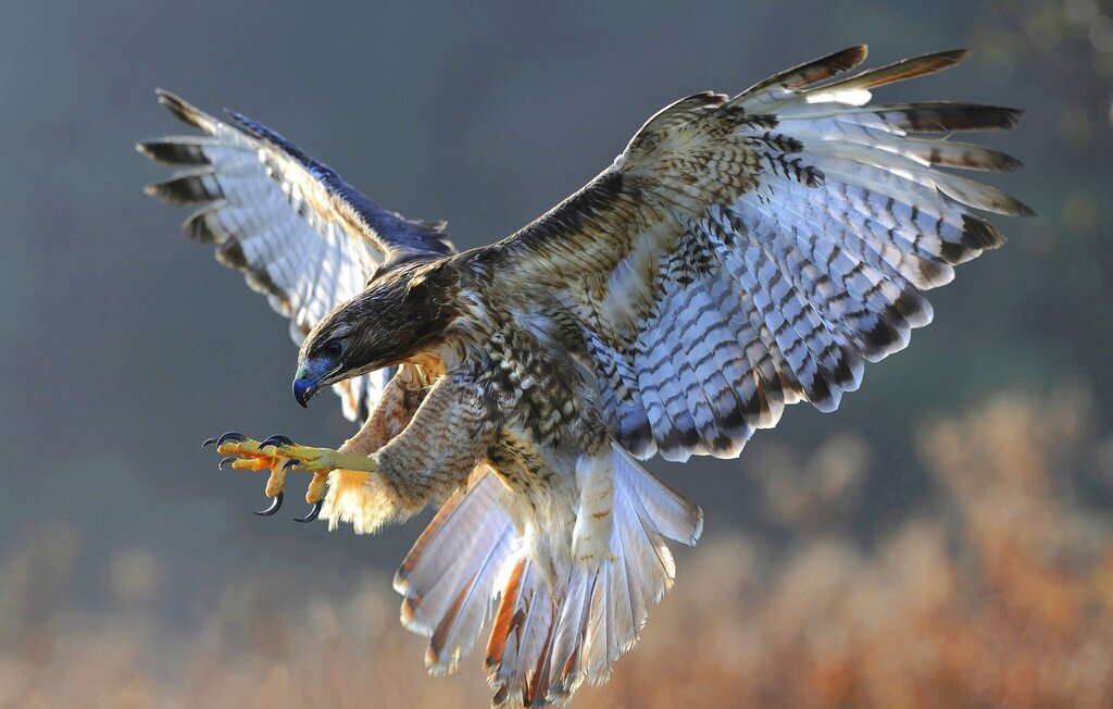 Pictures of birds of prey