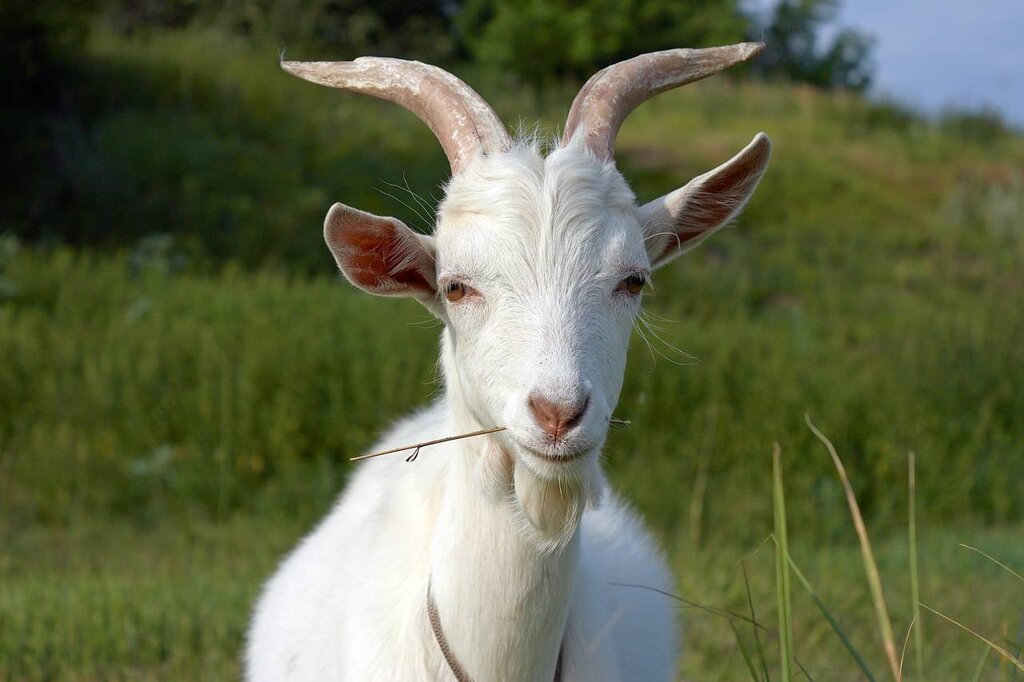 Pictures of goats