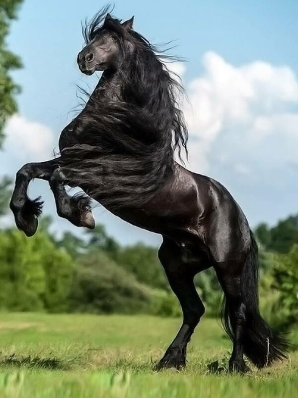 Pictures of beautiful horses