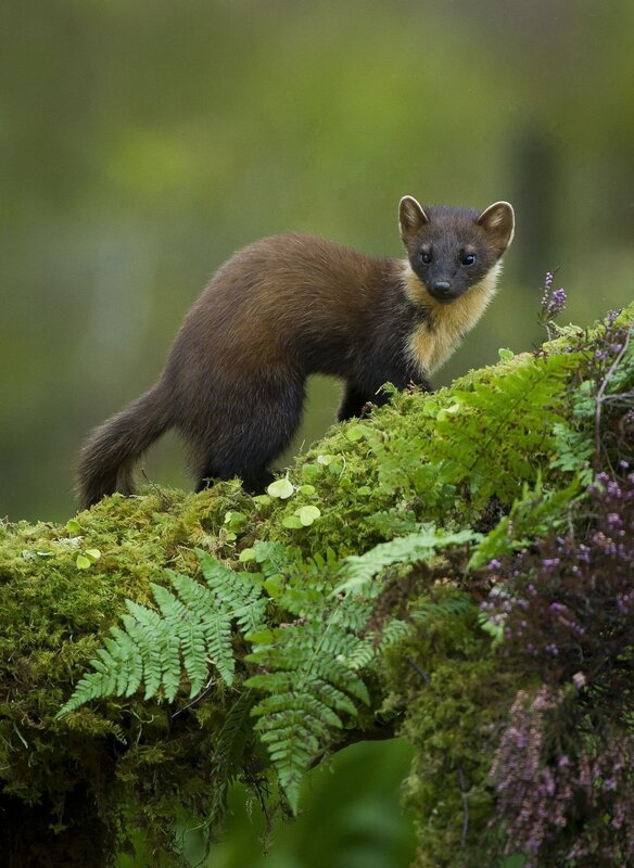 Pictures of a marten