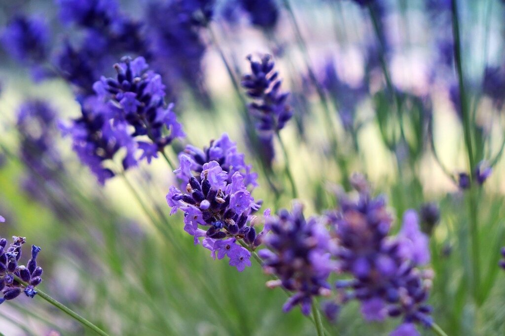 Lavender pictures for phone