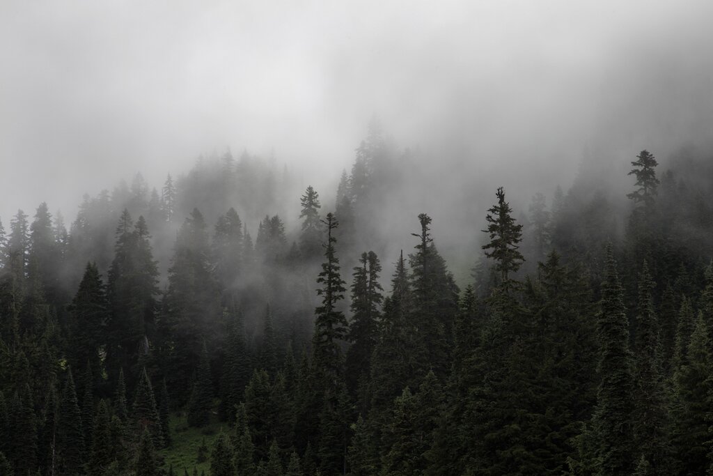 Pictures of the forest in the fog