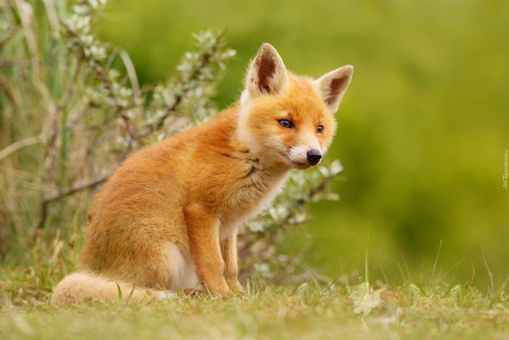 Pictures of a fox cub