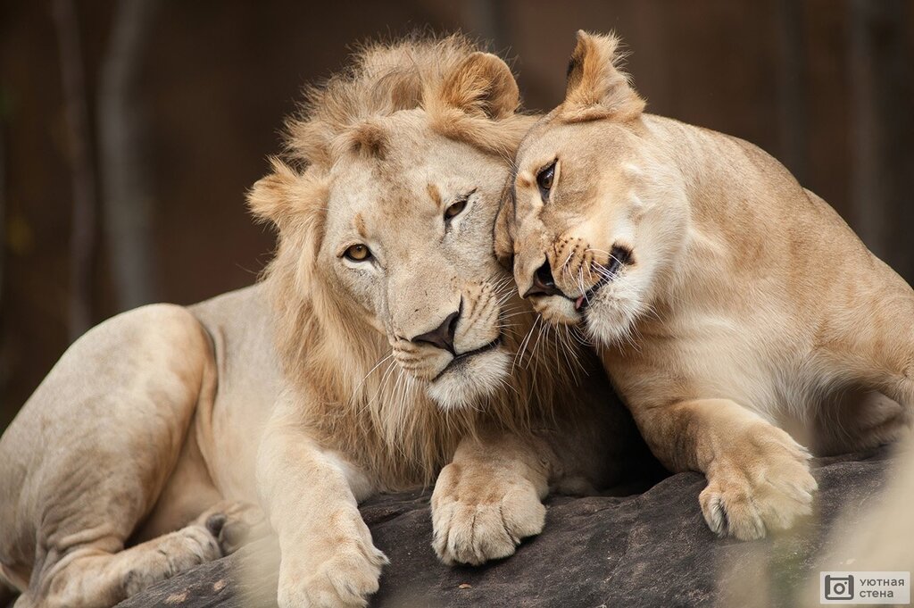 Pictures of lions and lionesses