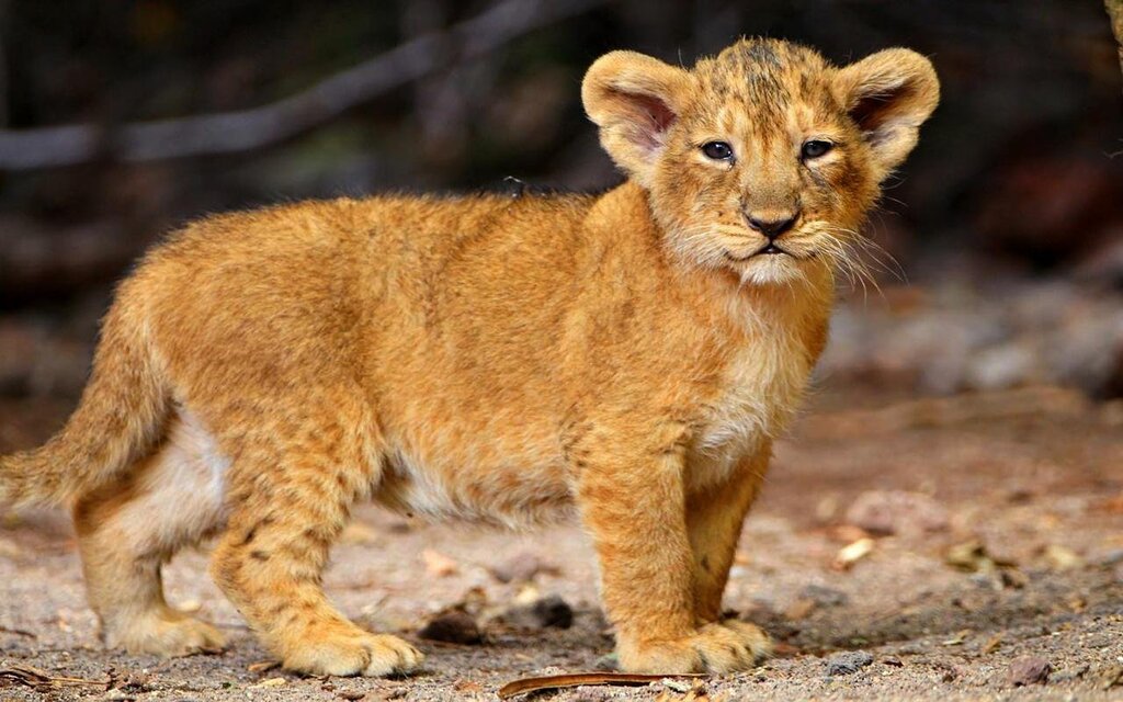 Pictures of lion cubs