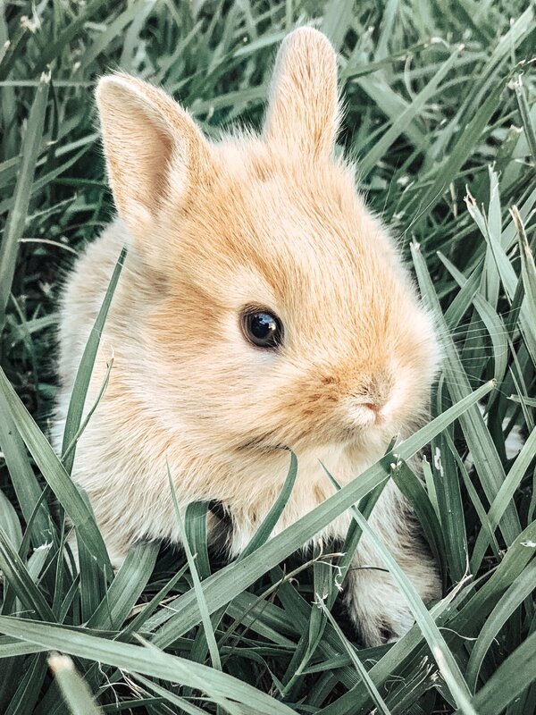 Pictures of cute rabbits