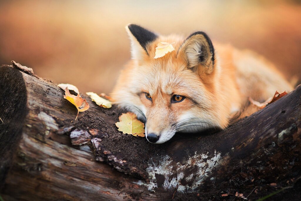 Wallpaper images of foxes