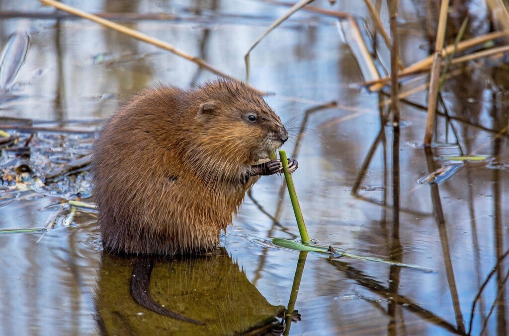 Muskrat pictures