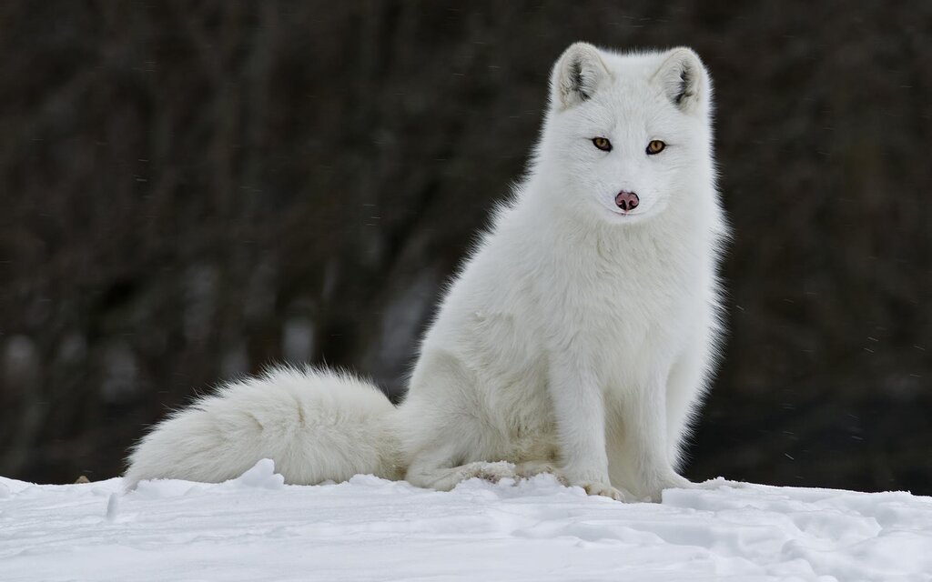 Pictures of an arctic fox