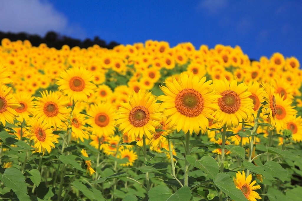 Pictures of sunflowers