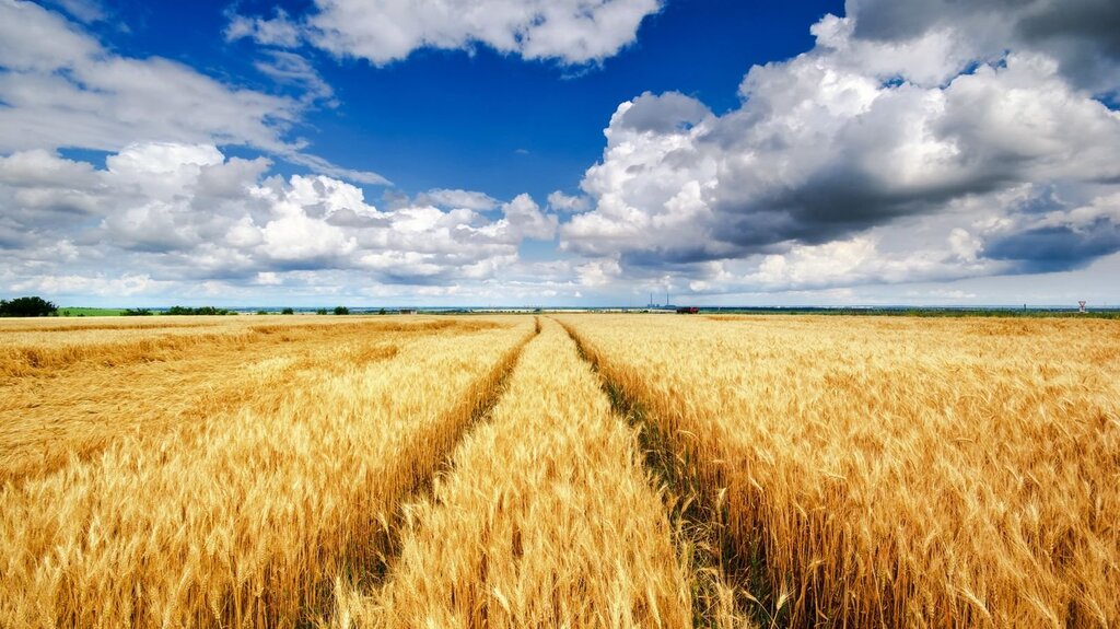 Pictures of a wheat field