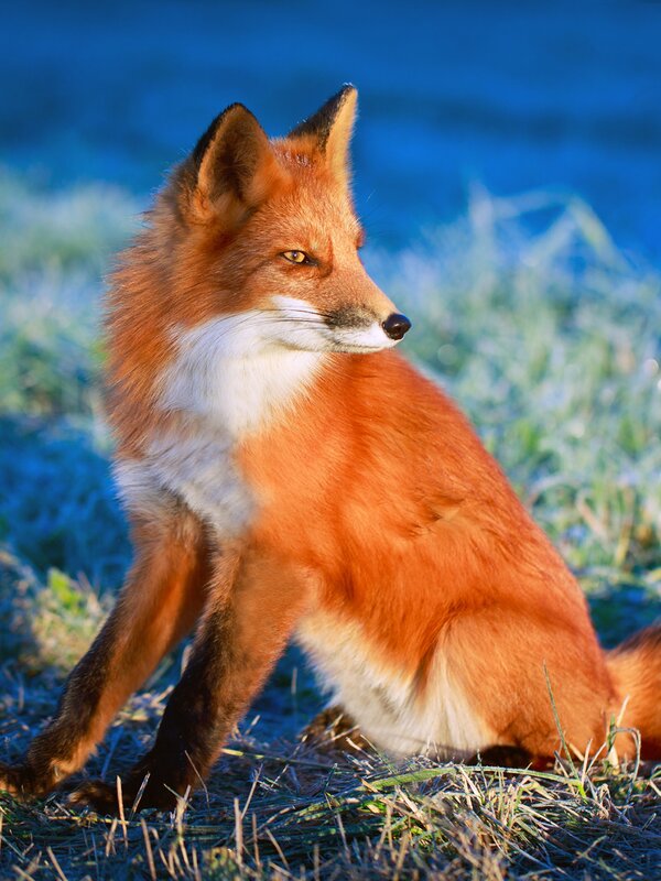 Pictures about a fox